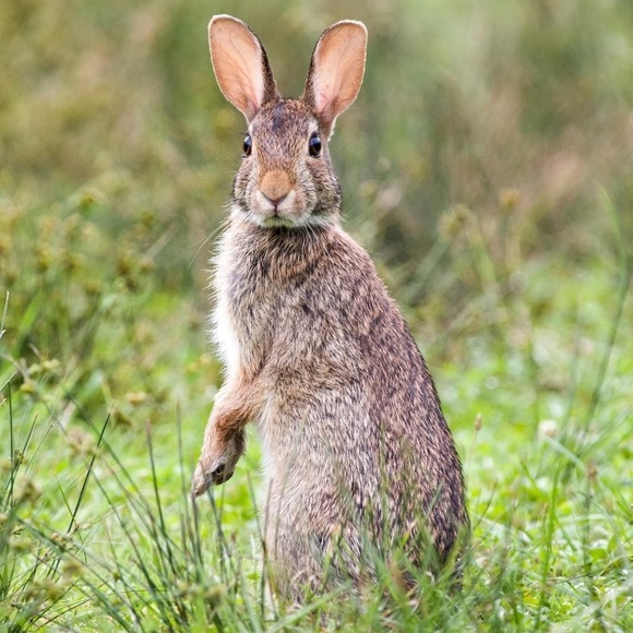 copperbunny
